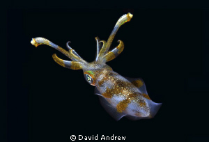 Bigfin Reef Squid Lebeh Indonesia by David Andrew 